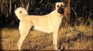 Italya Da Kurt Saldirilarina Karsi Kangal Kopegi Onerisi
