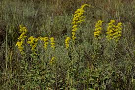 Image result for Hilsenbergia nemoralis