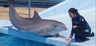 How To Become A Dolphin Trainer