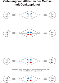 We did not find results for: Freies Lehrbuch Biologie 08 15 Klassische Genetik Ii