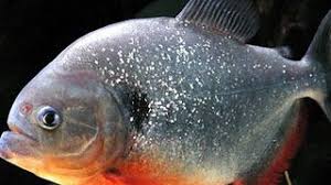 Namun beberapa kasus menyebutkan, di berbagai laporan kematian kucing yang di sebabkan panleucopenia ( mati mendadak ) tidak bisa di ukur dalam waktu proses kematiannya, di sebabkan berkembangnya. Cara Budidaya Ikan Bawal Di Sawah Infoakuakultur Com