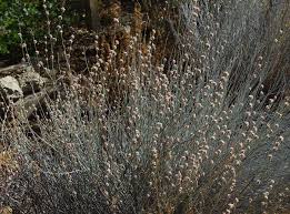 Image result for Aptosimum elongatum