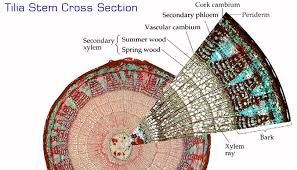 Tilia Stem Cross Section Biology Teacher Plant Tissue Stem