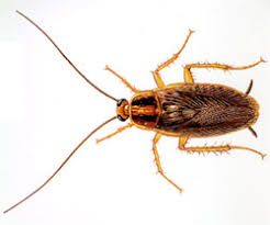 I live in a early 1900 century home and before we had pete's come in we had lots of bugs and spiders in our house. Roaches Petes Pest Control