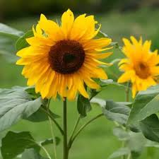 Lokasi kebun bunga matahari ini ada di sisi utara pantai samas, dusun tegalsari, desa srigading, kecamatan sanden, kabupaten bantul, yogyakarta. Tanaman Hias Bunga Matahari Lazada Indonesia