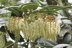 Image result for Blotiella bouxiniana