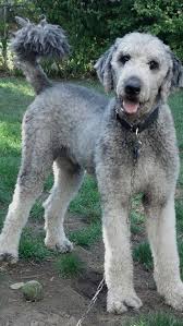 Black And Grey Dog Handsome Sparty Black Puppy Grey Dog Ae Grey Dog Black Puppy Dogs