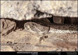 Keep hedges and bushes clean, too small prey, such as mice and frogs, tend to seek out the shelter of hedges, shrubs , or bushes to hide from predators and relax in the shaded areas. When Do Snakes Go To Sleep Rattlesnake Solutions