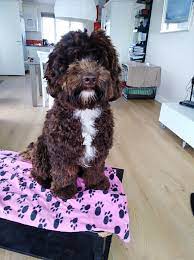 If you are selling a puppy you can also advertise to sell your puppy litter with us. Labradoodle Puppies Labradoodles Ireland
