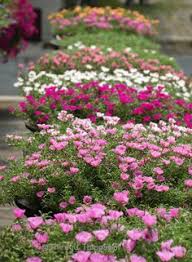 Kedua jenis bunga ini harus terkena sinar. Taman Bunga Vinca Ideku Unik