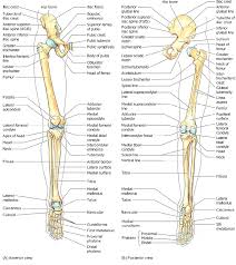 There are 206 bones in the body which make up the skeleton. 3 Skeletal Framework Of The Lower Limb Moore And Dalley 2006 Download Scientific Diagram