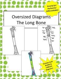 Parts of a long bone. Oversized Long Bone Diagram Includes Bonus Review Chart By Drm