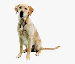 Abandoned Dog Png Image Mischling Labrador Golden Retriever Transparent Png Transparent Png Image Pngitem We would love to listen and share. abandoned dog png image mischling