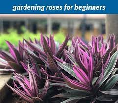 Gardening Roses For Beginners 699 20180915181214 53 Gardening Apron Bunnings Nz Short Quotes About Friends Birthdays Garden Centre St Albans Road Harlesd