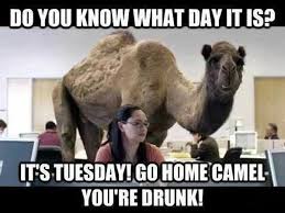 Some are funny, and others are informative. Do You Know What Day It Is Funny Camel Meme Image