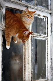 break out polyoty vo sne i nayavu cats crazy cats animals