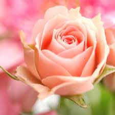 50 gambar bunga mawar tercantik di dunia warna putih gambar bunga mawar atau wallpaper background bunga rose warna putih kuning pink merah muda hitam ungu dan maknanya artinya foto bunga tercantik di dunia mawar berwarna cerah indah sekali. Arti Bunga Mawar Berwarna Peach Bunga Mawar Gambar