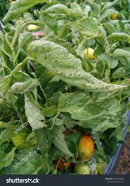Image result for tomato seedling xanthomonas vesicatoria