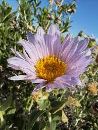 Image result for Aster chimanimaniensis