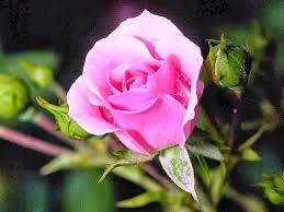 We did not find results for: Gambar Bunga Mawar Pink Di Tangkai Bunga Mawar Gambar Bunga