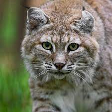 Bobcat Spotted Roaming Washington D C In Rare Sighting