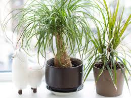 Then i saw this thing on the cfa website that sago palms are poisonous to cats??!!! Ponytail Palm Tree Care How To Grow Maintain Ponytail Palm Tree Indoors Apartment Therapy
