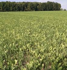 Because each of those important food plot cereal grains. Cover Crop Recipes Post Wheat Use Oats And Radish Mix Cover Crops