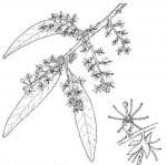 Image result for Boscia salicifolia