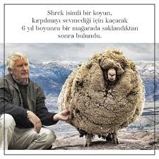Shrek Kirpilmamak Icin 6 Yil Boyunca Saklandi Ama Bakin Sonra Ne Oldu Hayvan Haklari Komik Ve Komik Seyler