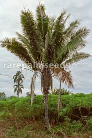 Image result for Digitaria thouaresiana