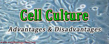 Maybe you would like to learn more about one of these? Advantages Disadvantages Of Cell Culture Easy Biology Class