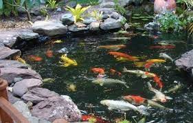 Kendati demikian,sangat penting untuk memilih material yang bagus dan juga kokoh. 10 Inspirasi Desain Kolam Koi Minimalis Mau Buat Kolam Ikan Seperti Apa Sih Rumah123 Com