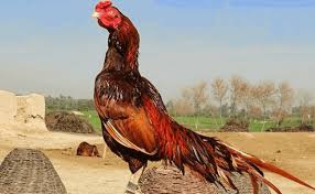 Benarkah temu ireng bisa buat ayam aduan posted: Temulawak Dapat Menyebuhkan Penyakit Ayam By Bluetooth Miniso Sabung Ayam Online Medium