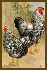 Black And White Hen Pin By Sophia Adams On Chickens Pinterest Chickens And Roosters Rooster Chicken Art