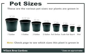 Nursery Pots Wholesale Agengamatluxor Info