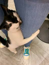 At the shelter, ask an adoption counselor for assistance when you wish to spend more time with individual cats. When You Go To Adopt A Cat But She Adopts You First Aww