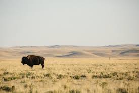 Great Plains Pics Yahoo Image Search Results Great Plains Wildlife Photography Plains