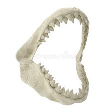 This was a 6'2 bull shark that died from swallowing a 24/0 circle hook. Shark Jaw Stock Illustrations 2 224 Shark Jaw Stock Illustrations Vectors Clipart Dreamstime