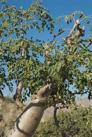 Image result for Moringaceae