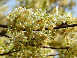 Image result for Ochna afzelii