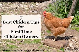 In addition, a daily visit to your poultry farm will help you identify sick birds immediately before it spreads. 7 Best Chicken Tips For First Time Chicken Owners