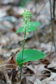 Image result for Malaxis