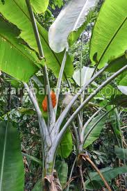 Image result for Musa acuminata