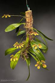 Image result for Bulbophyllum longiflorum