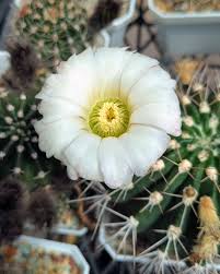 Image result for Adenia repanda