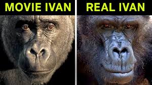 Maybe you would like to learn more about one of these? The One And Only Ivan Vs The True Story Of Ivan The Gorilla