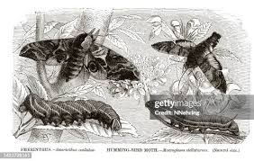 Image result for Convolvulus ocellatus