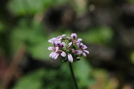 Image result for Pelargonium mossambicense