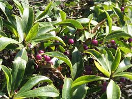 Image result for Myoporum laetum