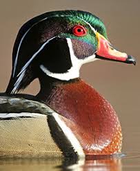Thank you for watching our video on how to: Nestwatch Wood Duck Nestwatch